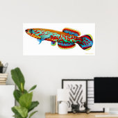 Fundulopanchax Gardneri Killifish Poster (Thuiskantoor)