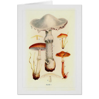 Fungi