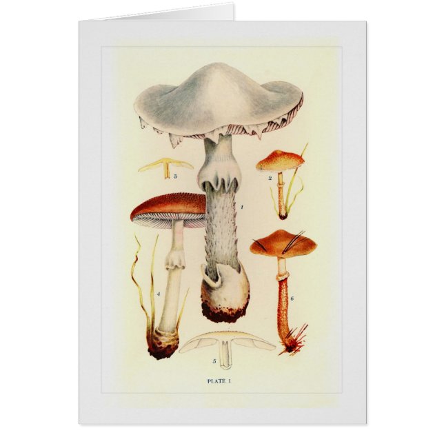 Fungi (Voorkant)
