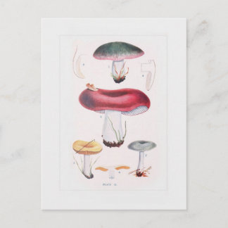 Fungi Briefkaart