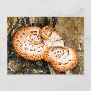 FUNGI BRIEFKAART