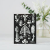 Fungi Briefkaart (Staand voorkant)