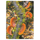 Fungi groeit op bijkantoren, de Knysna-Amatole Klembord (Achterkant)