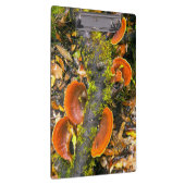 Fungi groeit op bijkantoren, de Knysna-Amatole Klembord (Rechts)