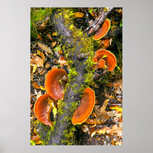 Fungi groeit op bijkantoren, de Knysna-Amatole Poster