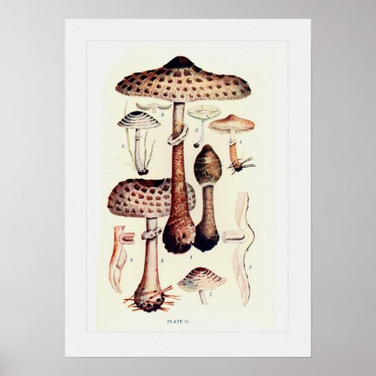 Fungi Poster (Voorkant)