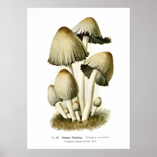 Fungi Poster (Voorkant)