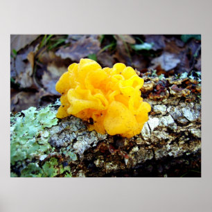 Fungi Tremella Mesenterica Poster