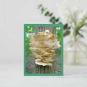 Fungus de plateau sur carte postale arborée (Debout devant)