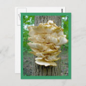 Fungus de plateau sur carte postale arborée (Devant / Derrière)