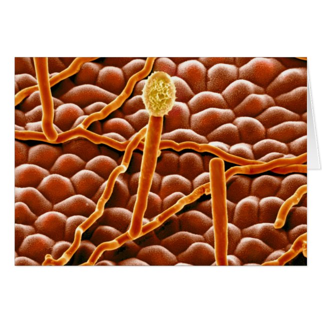 Fungus de poudrière sur Poinsettia (Devant horizontal)