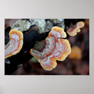 Fungus op een filiaal poster