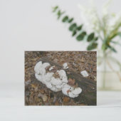 Fungus Shelf sur carte postale Log (Debout devant)