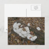Fungus Shelf sur carte postale Log (Devant / Derrière)