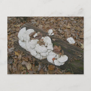 Fungus Shelf sur carte postale Log