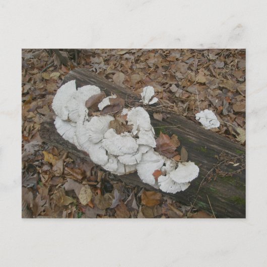 Fungus Shelf sur carte postale Log (Devant)