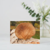 Fungus sur bouleau ~ carte postale (Debout devant)