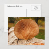 Fungus sur bouleau ~ carte postale (Devant / Derrière)