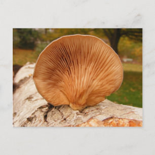 Fungus sur bouleau ~ carte postale