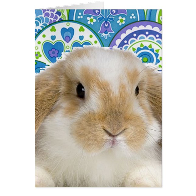 Funky Bunny (Voorkant)