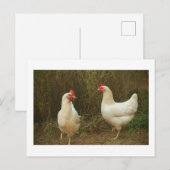 Funky Chicken Hen Hy-Line Silver Brown Briefkaart (Voorkant / Achterkant)