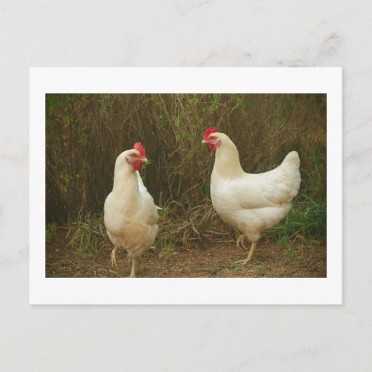 Funky Chicken Hen Hy-Line Silver Brown Briefkaart (Voorkant)