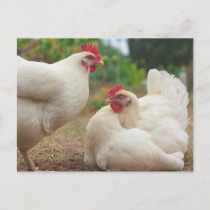 Funky Chicken Hen Hy-Line Silver Brown Briefkaart