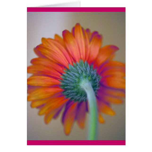 Funky Gerbera (Devant)