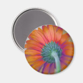 Funky Gerbera Magneet (Voorkant / Achterkant)