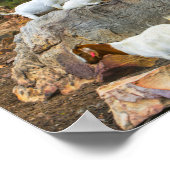 Funky Goats Ginger White Standing Walking Poster (Hoek)