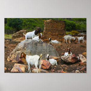 Funky Goats Ginger White Standing Walking Poster