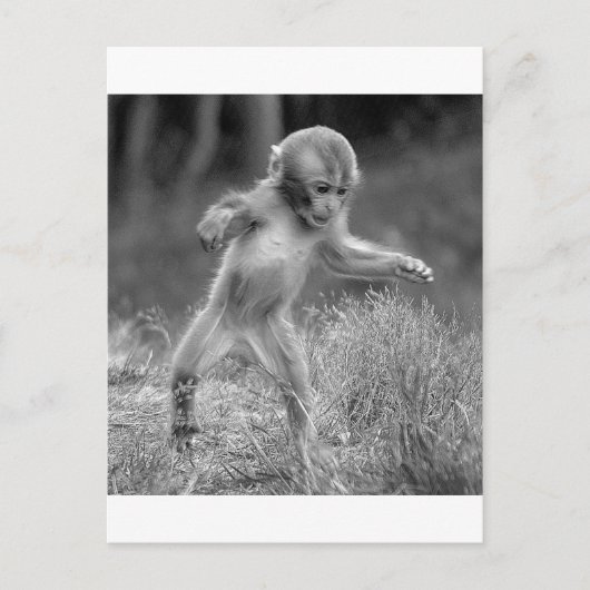 Funky Little Monkey Briefkaart (Voorkant)