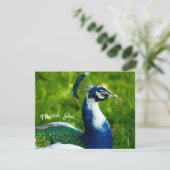 Funky Peacock Flat Carte de remerciements (Debout devant)