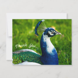 Funky Peacock Flat Hartelijk dank Bedankkaart