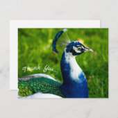 Funky Peacock Flat Hartelijk dank Bedankkaart (Voorkant / Achterkant)