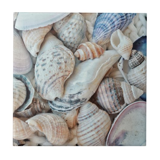Funky Sea Shells Holiday Seaside Tegeltje (Voorkant)