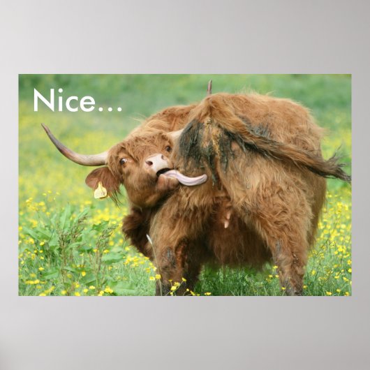 Funny Aberdeen Angus Cow Poster Imprimer (Devant)