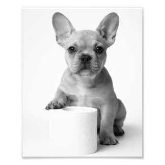 Funny Aesthetic French Bulldog Toilet Paper Photo