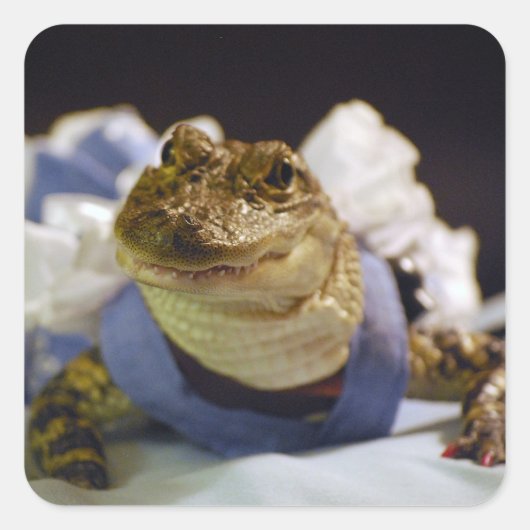 Funny Alligator Stickers (Voorkant)