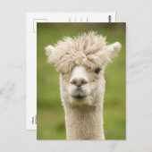 Funny Alpaca Briefkaart (Voorkant / Achterkant)