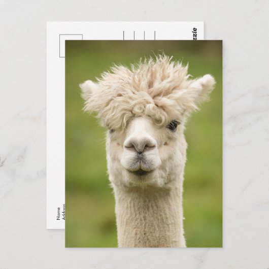 Funny Alpaca Briefkaart (Voorkant / Achterkant)