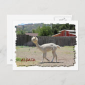 Funny Alpaca Briefkaart (Voorkant / Achterkant)