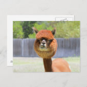 Funny Alpaca carte postale (Devant / Derrière)