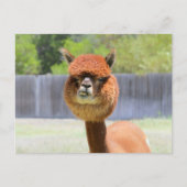 Funny Alpaca carte postale (Devant)