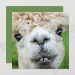 Funny Alpaca-kerstkaart Kaart
