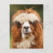 Funny alpaca met grote tanden briefkaart (Voorkant)