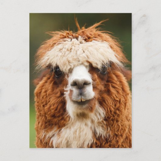 Funny alpaca met grote tanden briefkaart (Voorkant)