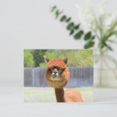Funny Alpaca Post Card Briefkaart (Staand voorkant)