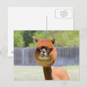 Funny Alpaca Post Card Briefkaart (Voorkant / Achterkant)
