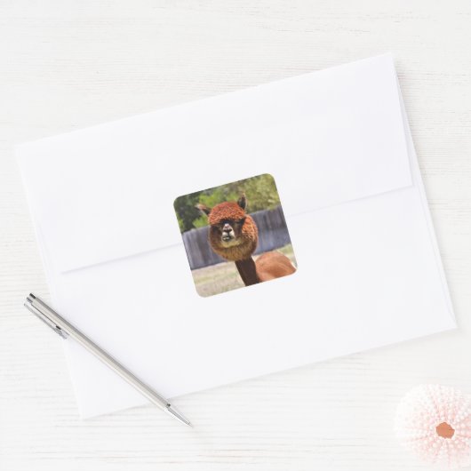 Funny Alpaca Sticker (Envelop)